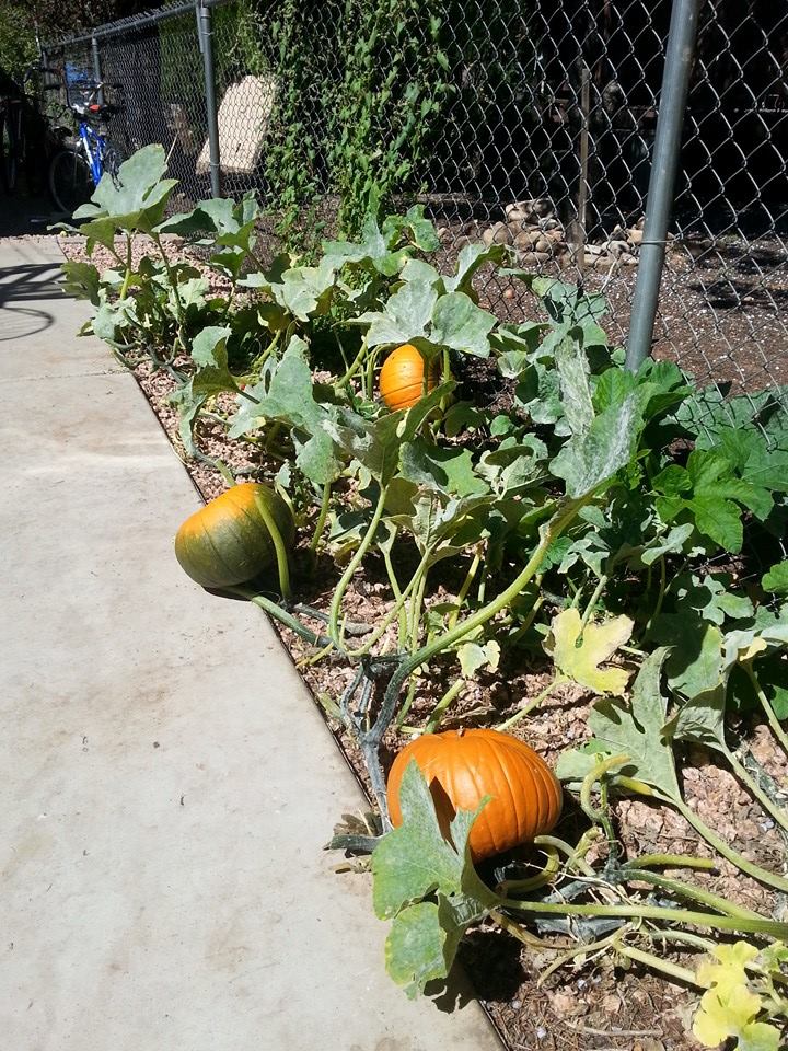 10653287_10152335984297797_7438834840595412613_n