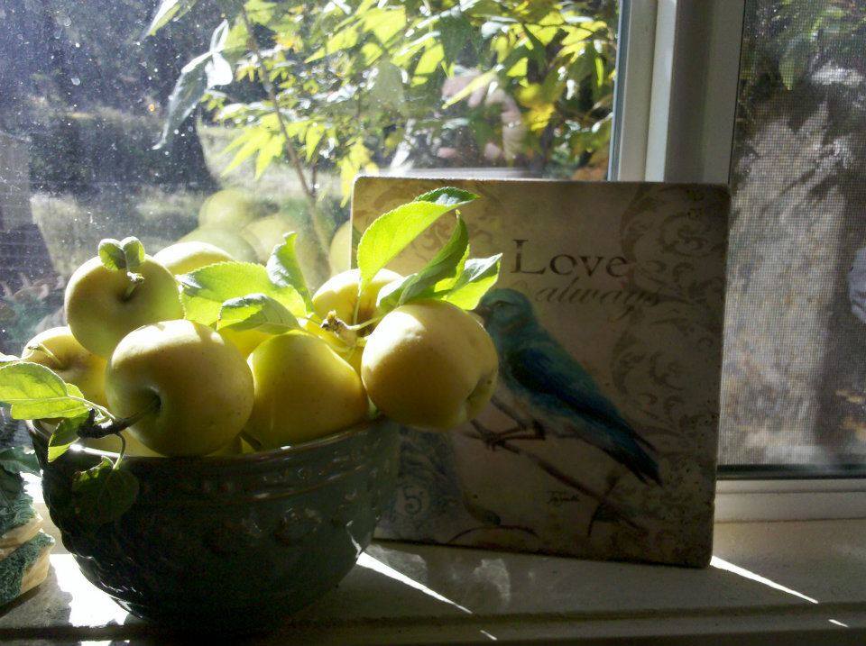 14632871_333101407047122_3575099462613320770_n